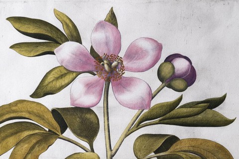 Pink flower, large-leaved peony (Paeonia Mascula), hand-coloured copperplate engraving by Basilius