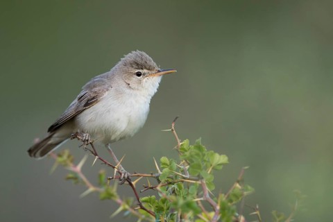 Uppchers Warbler - Dornspötter - Hippolais languida, Kyrgyzstan