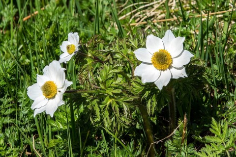 Alpine pasque flower (Pulsatilla alpina), also known as the Alpine anemone, in bloom, close-up,