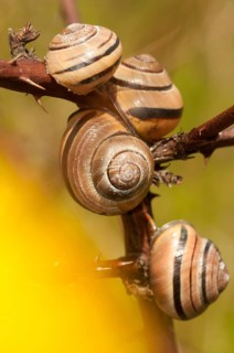 Banded snails, cepaea, cepaea nemoralis, grove snail, hornsnail, helicidae, snails, black-mouthed