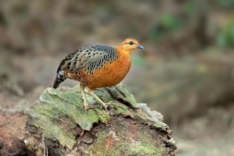 Ferruginous Partridge (Caloperdix oculeus oculeus) male perched on the ground, Pahang, Malaysia