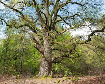 Old pedunculate oak (Quercus robur), hut oak, Rapp oak, Sababurg primeval forest, Hesse, Germany