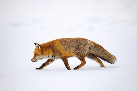 Red fox (Vulpes vulpes) hunting in the snow in winter