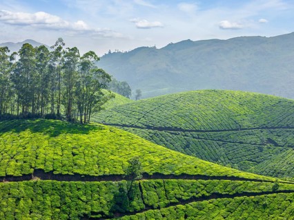 Indian tea concept background, tea plantations. Munnar, Kerala, India