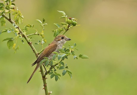 Red-backed Shrike (Lanius collurio) female perched on rose hip, Aosta Valley, Italy