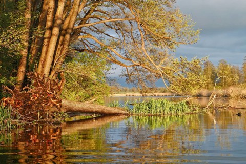 Alder trees in the spring in the evening at the Peene, dramatic light mood, fallen tree in the