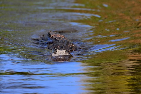 Mississippi Alligator (Alligator mississippiensis), pike alligator, adult, in water, swimming,