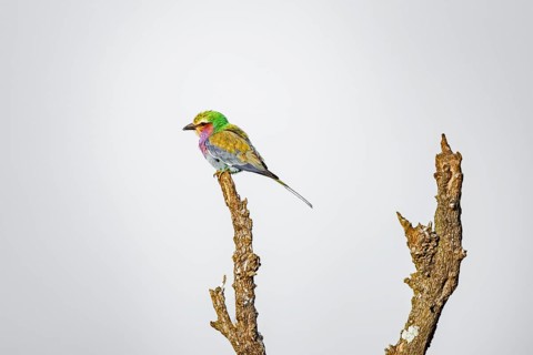 Forked Roller (Coracias caudatus) sitting on a bare branch, Kruger National Park, South Africa