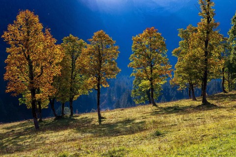 Nature conservancy area Grosser Ahornboden. Sycamore maple trees, Acer pseudoplatanus, in autumn.