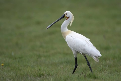 Loeffler (Platalea leucorodia), Spoonbill, April, Insel Texel, Nordsee, Nordholland, Niederlande
