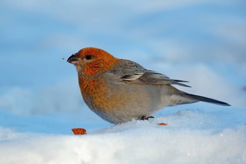 Pine Grosbeak (Pinicola enucleator) male feeding on berries on snow, Senja, Norway