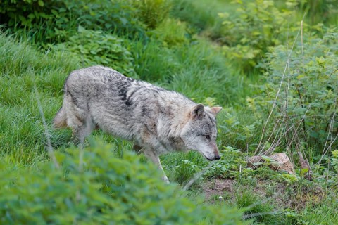 A Eurasian gray wolf (Canis lupus lupus) runs across a green meadow at the edge of the forest on a