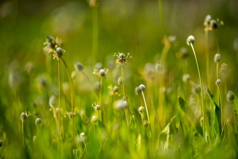 A serene close up of delicate wildflowers swaying gently in a vibrant green meadow. The soft