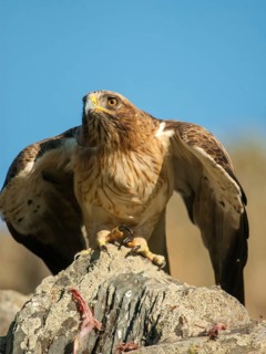 Accipitriformes, Booted Eagle, Hieraaetus Pennatus, Dwarf Eagle, Birds, Extremadura, Birds of Prey,