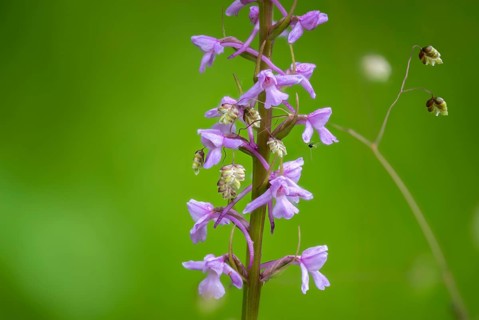 Toadwort, large händelwurz, gymnadenia conopsea, longspur händelwurz, orchidaceae, orchids,