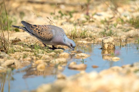 Streptopelia Turtur, Turtle Dove, Bath, Bathe, Bird Bath, Birds, Columbidae, Doves, Doves, Potions,