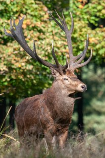 Artiodactyla, Cervus Elaphus, even-toed ungulate, cloven-hoofed, red deer, deer, high size, deer,