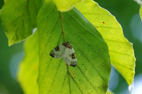 Plemyria rubiginata (Plemyria rubiginata), moth, Austria, The moth sits hidden under a green leaf