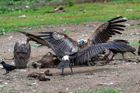Vulture, slender-billed vulture (Gyps tenuirostris), Chitwan National Park, Terai, Nepal