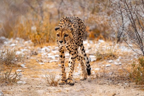 Cheetah (Acinonyx jubatus) runs in dry savanna, Etosha National Park, Namibia