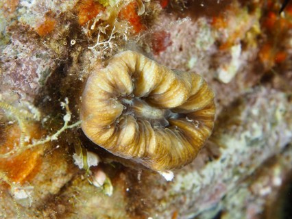 Intricately detailed coral, warty coral (Balanophyllia europaea), with earthy colours on the sea