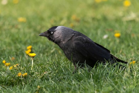 Corvus monedula, jackdaw, birds, corvidae family of birds, passeri, corvids, songbirds, birds