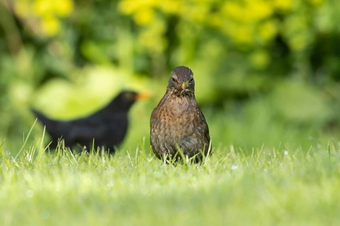 European blackbird (Turdus merula) adult female bird collecting worms and grubs for food on a