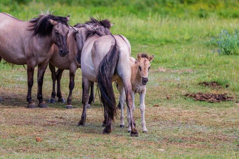 A herd of tarpans (Equus ferus) stands in a clearing in the Masuria tarpan horse reserve, belonging