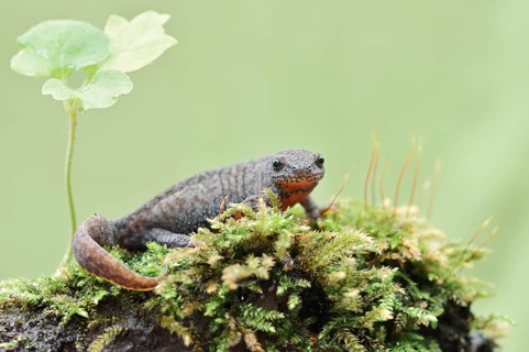 Alpine newt (Ichthyosaura alpestris) in terrestrial habitat, North Rhine-Westphalia, Germany