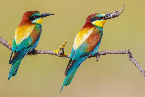 European Bee-eater (Merops apiaster), Lesvos, Greece