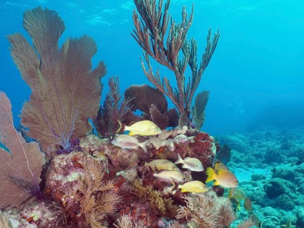 A variety of corals and fish, including the bluestriped grunt (Haemulon sciurus), in a rich
