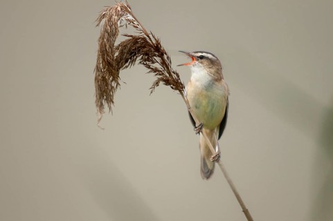 Acrocephalus Schoenobaenus, Sedge Warbler, Birds, Song, Passeri, Singing, Songbirds, Birds, Warbler