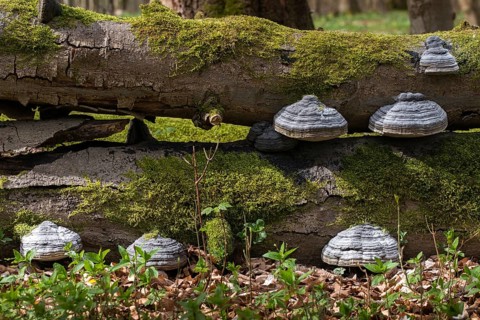 Germany, deadwood, spring, Hainich, national park, Hainich national park, natural forest,