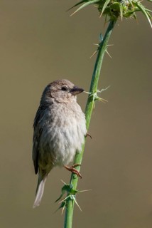 Passer hispaniolensis, Spanish sparrow, willow sparrow, birds, extremadura, female, high size,