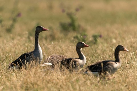 Anser Anser, Greylag or Graylag Goose, Grelag Goose, Anatidae, Birds, Duckbirds, Goose, Geese,