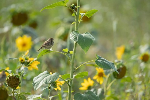 Meadow pipit (Anthus pratensis) adult bird on a Sunflower plant leaf, England, United Kingdom