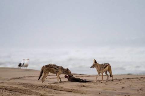 Black-backed jackal (Canis mesomelas) two animals feeding on a dead seal on the beach, Atlantic