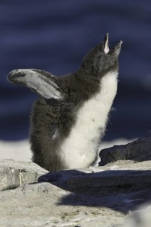 Southern Rockhopper Penguin (Eudyptes chrysocome), Falkland Islands