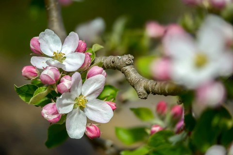 Malus domestica, pyrus malus, rosaceae, rose family, apple, apple tree, flora, spring, cultivated