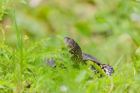 A European pond turtle (Emys orbicularis), makes its way through the green meadow next to the pond