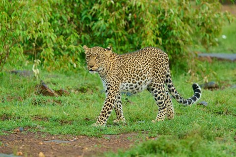 A leopard moves through the green landscape in search of prey, Leopard (Panthera pardus), Masai