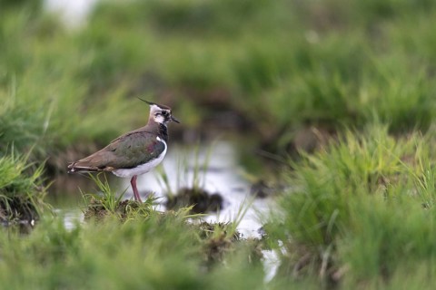 Lapwing, vanellus vanellus, birds, charadriiformes, limikolen, plovers, birds, waders, waders