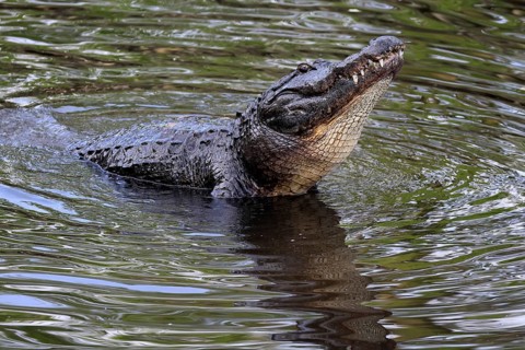 Mississippi Alligator (Alligator mississippiensis), pike alligator, adult, friendly, portrait,
