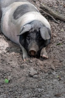 Turopolje pig, rare pet breed, suitable for traditional grazing of herding forests, Tiergarten