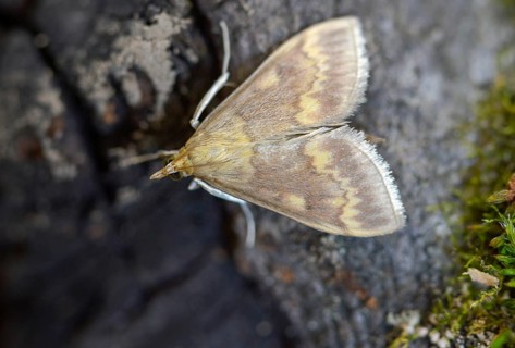 European corn borer, European corn worm, European high flyer, corn borer, Ostrinia nubilalis,