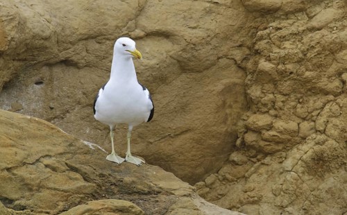 Kelp Gull (Larus dominicanus), New Zealand