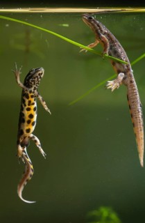 Lissotriton vulgaris, smooth newt, triturus vulgaris, amphibians, amphibians, female, high size,