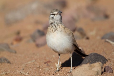 Greater Hoopoe-Lark (Alaemon alaudipes) female, Morocco