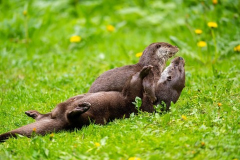 Eurasian otter (Lutra lutra) playing with each other in the grass, Bavaria, Germany