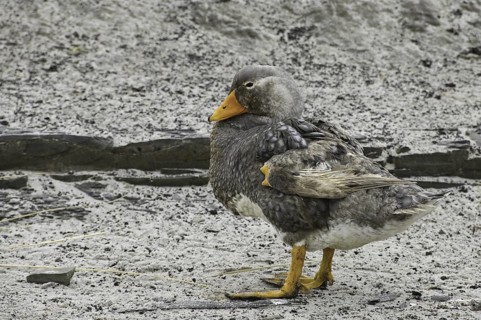 Flying Steamer Duck (Tachyeres patachonicus), Falkland Islands